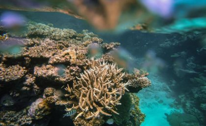 Different sized coral underwater